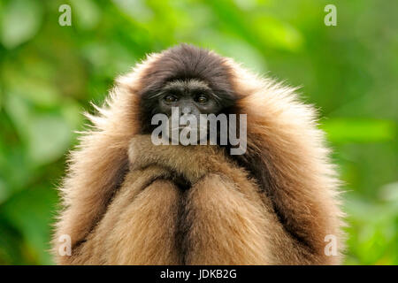 Grauer Gibbon, Borneo Gibbon,, Grauer Gibbon, Borneo Gibbon, Stockfoto