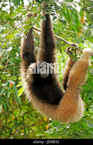 Grauer Gibbon, Borneo Gibbon,, Grauer Gibbon, Borneo Gibbon, Stockfoto