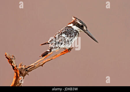 Graue Fischer am Sitz Vantage point, Eisvogel, Graufischer Auf Sitzwarte, Eisvogel Stockfoto