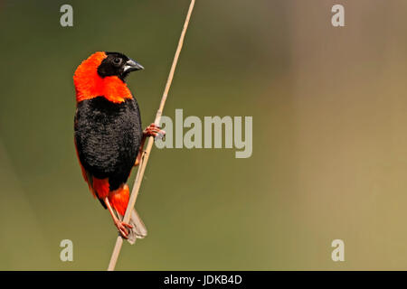 Oryxweber - Südafrika, Oryxweber - Suedafrika Stockfoto