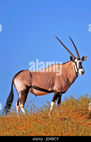 Oryx-Antilope / Chamois / Spiesbock, Oryx-Antilope / Gemsbock / Spiesbock Stockfoto