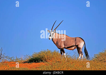 Oryx-Antilope / Chamois / Spiesbock, Oryx-Antilope / Gemsbock / Spiesbock Stockfoto