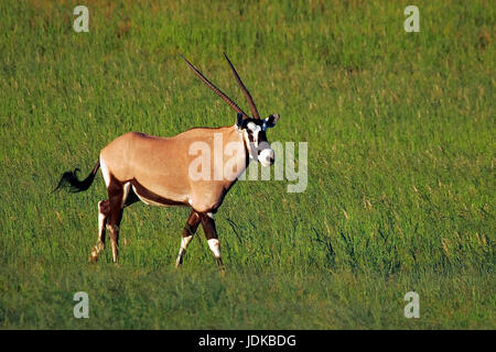 Gämse, Oryx-Antilopen, Gemsbock, Oryx-Antilope Stockfoto