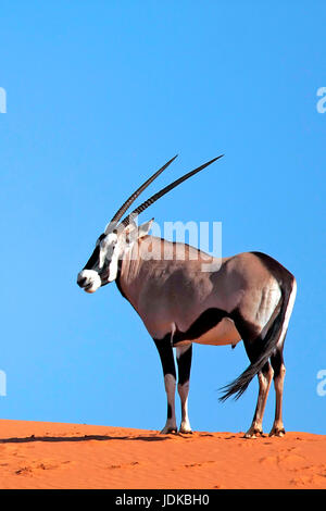 Oryx-Antilope / Chamois / Spiesbock, Oryx-Antilope / Gemsbock / Spiesbock Stockfoto