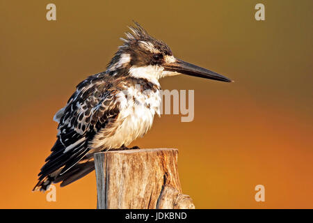 Graue Fischer am Sitz Aussichtspunkt, Graufischer Auf Sitzwarte Stockfoto