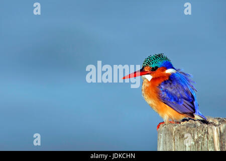 Malachit-Eisvogel - Eisvogel, Malachiteseisvogel - Eisvogel Stockfoto