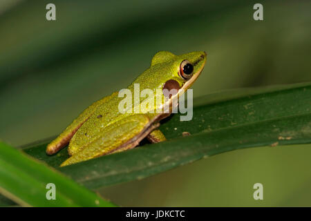 Weiße Lippen Frosch, Hyiarana Galamensisgalamensis, Weisslippenfrosch Stockfoto