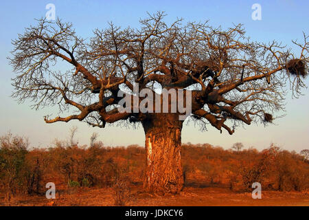 Boabab - Baobab, Boabab - Affenbrotbaum Stockfoto