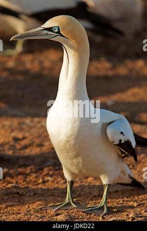 Tölpel - Afrika, Basstoelpel - Afrika Stockfoto