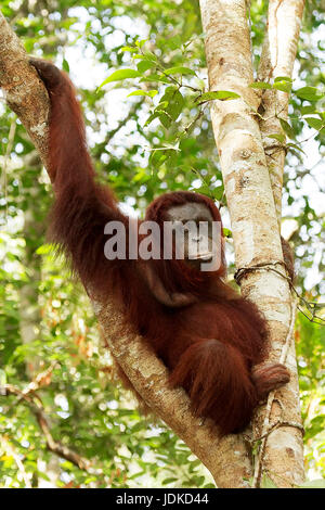 Orang Utan / weiblich, Orang Utan / Weibchen Stockfoto