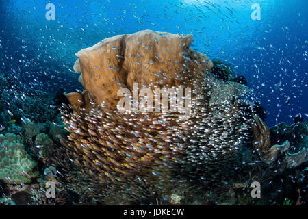 Coralfish Schulung rund um Korallen, beginnt Ransonneti, Raja Ampat, West Papua, Indonesien Stockfoto