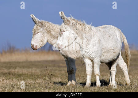 Weiße Esel (Albino Form von der Haus-Esel), Equus Asinus Asinus, Albino-Esel, zwei weiße Esel, Weißer Esel (Albinoform des Hausesel), Albino Stockfoto