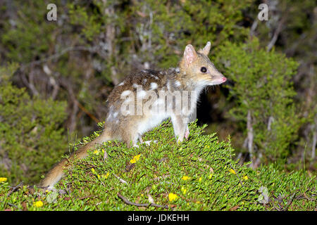 Dot Tasche Marder sitzt auf einem kleinen Hügel in einer Waldlichtung, Tüpfelbeutelmarder Sitzt Auf Auf Einem Kleinen Hügel in Einer Waldlichtung auf Stockfoto