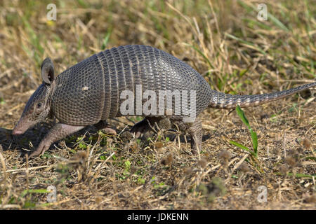 9 Binde Gürtel Tier - neun – Banded Armadillo, Neunbinden-Guerteltier - neun – Banded Armadillo Stockfoto