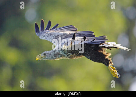 Seeadler, Seeadler (Haliaeetus Horste), Seeadler Stockfoto