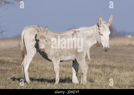 Weiße Esel (Albino Form von der Haus-Esel), Equus Asinus Asinus, Albino-Esel, weiße Esel Stute mit Fohlen, Weißer Esel (Albinoform des Hauses Stockfoto