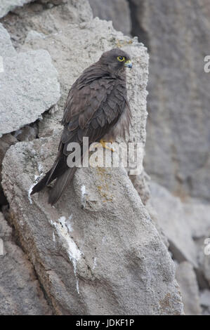 Kleiner Mann von der dunklen Morphe sitzt auf einem Felsen, Männchen der Dunklen Morphe Sitzt Auf Einem Felsen Stockfoto