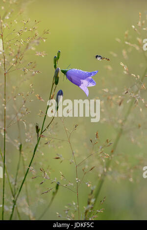 Wiesen-Glockenblume mit Schwebefliege zwischen Rasen, Wiesen-Glockenblume Mit Schwebefliege Zwischen Gräsern Stockfoto