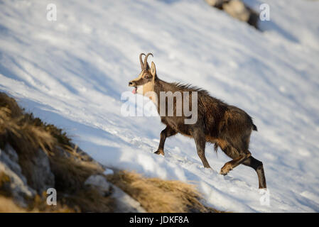 BR? Nftiger Gamsbock im Schnee, Brünftiger Gamsbock Im Schnee Stockfoto