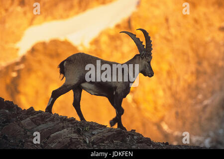 Tiere, Säugetiere, Alptraum Steinbock, Steinbock, Capra Ibex, Ziege stehend in einem Steilhang, der Schweizer Alpen, Abendlicht, Tiere, Saeugetiere, Alpens Stockfoto