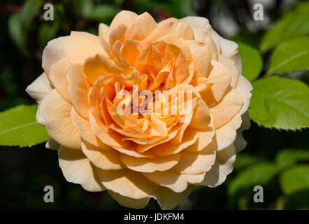 Grace rose Stockfoto