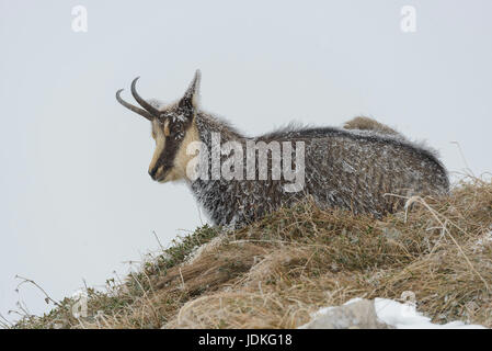 G? Mse mit Eistee, Fell sitzt in der Wiese, Gämse Mit Vereistem Fell Sitzt Im Gras Stockfoto