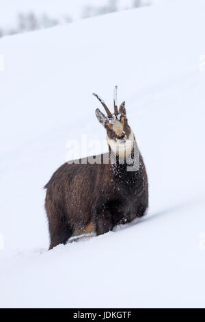 Gams in Winterlandschaft, Rupicapra Rupucapra, Alpen, Italien,, Gams in Erinnerungsbild, Alpen, Italien, Stockfoto