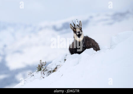 Gams in Winterlandschaft, Rupicapra Rupucapra, Alpen, Italien,, Gams in Erinnerungsbild, Alpen, Italien, Stockfoto