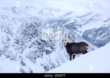 Gams in Winterlandschaft, Rupicapra Rupucapra, Alpen, Italien,, Gams in Erinnerungsbild, Alpen, Italien, Stockfoto