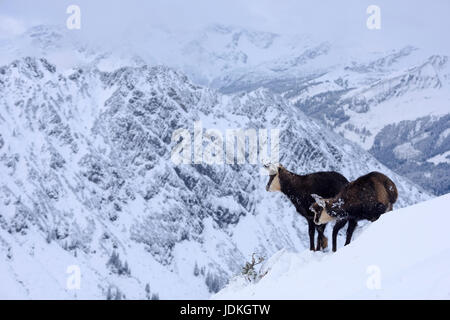 Gams in Winterlandschaft, Rupicapra Rupucapra, Alpen, Italien,, Gams in Erinnerungsbild, Alpen, Italien, Stockfoto