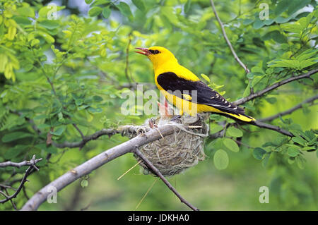 Pirol im Nest, Pirol bin Nest Stockfoto