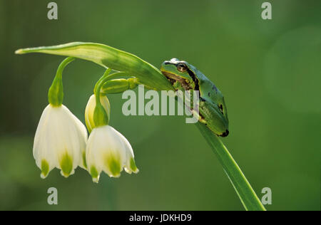 Junge Laub Frosch (Hyla Arborea) auf Knoten Sommerblume (Leucojum Aestivum), Junger Laubfrosch (Hyla Arborea) Auf Sommerknotenblume (Leucojum Aestivum Stockfoto