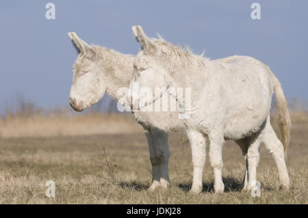 Weiße Esel (Albino Form von der Haus-Esel), Equus Asinus Asinus, Albino-Esel, zwei weiße Esel, Weißer Esel (Albinoform des Hausesel), Albino Stockfoto