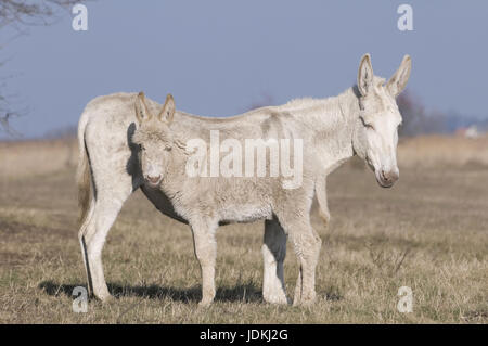 Weiße Esel (Albino Form von der Haus-Esel), Equus Asinus Asinus, Albino-Esel, weiße Esel Stute mit Fohlen, Weißer Esel (Albinoform des Hauses Stockfoto