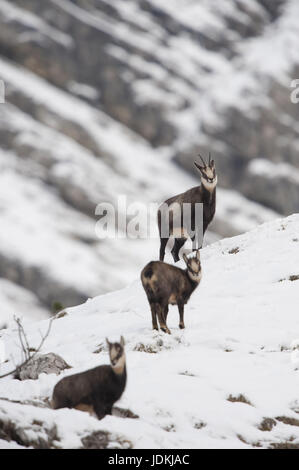 Die Alpen, der Alptraum Tiere, Paarhufer, Horntiere, Caprinae, G? Msen, rimmed Träger, Klauentiere, Ruminantia, Rupicapra, Säugetiere, Rumi Stockfoto