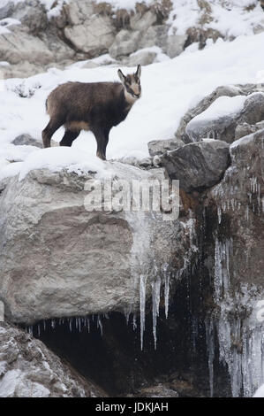 Die Alpen, der Alptraum Tiere, Paarhufer, Horntiere, Caprinae, G? Msen, rimmed Träger, Klauentiere, Ruminantia, Rupicapra, Säugetiere, Rumi Stockfoto