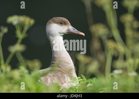 Entenvögel, Anseriformes, Enten, Ente Vögel, die Gans Vögel, Vögel, Wasservögel Stockfoto