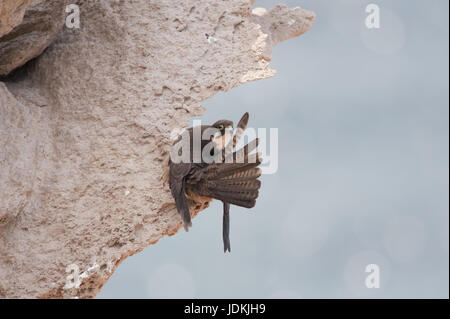 Eleonorenfalke, Falco Eleonorae, Eleonora Falken, Falken Weibchen reinigt seine Schwanzfedern, Falken Weibchen Putzt Seine Schwanzfedern Stockfoto