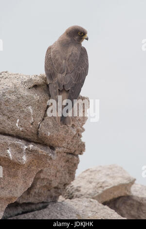 Kleiner Mann von der dunklen Morphe sitzt auf einem Felsen, Männchen der Dunklen Morphe Sitzt Auf Einem Felsen Stockfoto