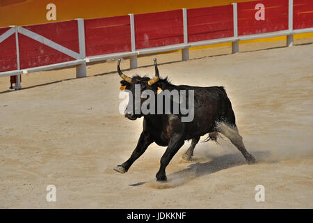 Stierkampf in der Arena von Saintes Maries De La Mer, La Camargue ...