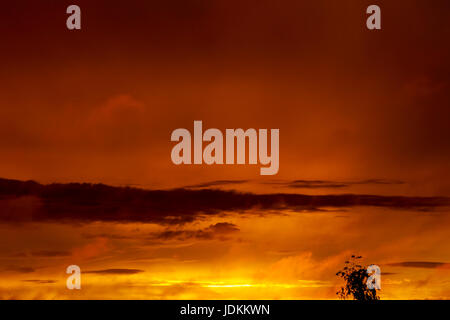 Sonnenaufgang mit Baum und Wolken am Horizont rosa Himmel Sonnenuntergang Stockfoto