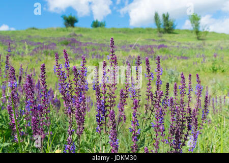 Wilder Salbei wächst auf dem Hügel im Sommer Stockfoto