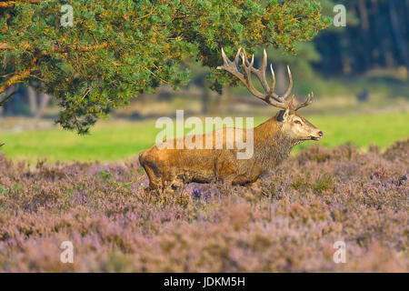 Rothirsch (Cervus Elaphus) Stockfoto