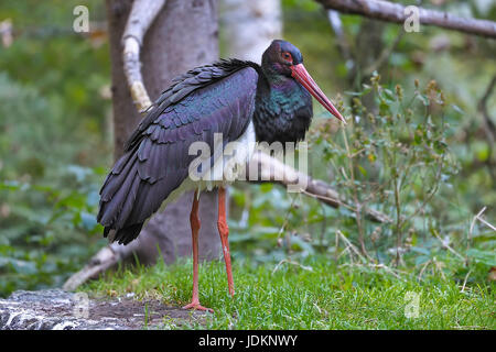 Schwarzstorch (Ciconia Nigra) Black Stork Stockfoto