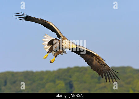 Seeadler / Haliaeetus Horste / Seeadler Sea Eagle Stockfoto