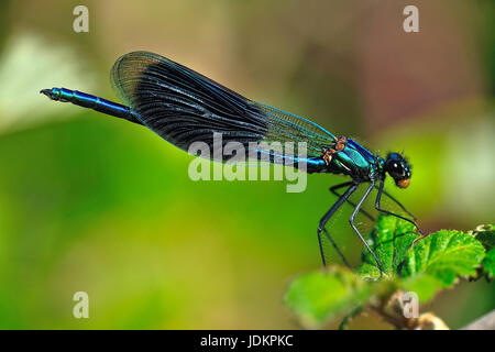 Gebaenderte Prachtlibelle (Calopteryx Splendens) Stockfoto