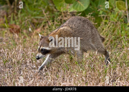 Waschbaer, Procyon Lotor, USA, Florida, Everglades Stockfoto