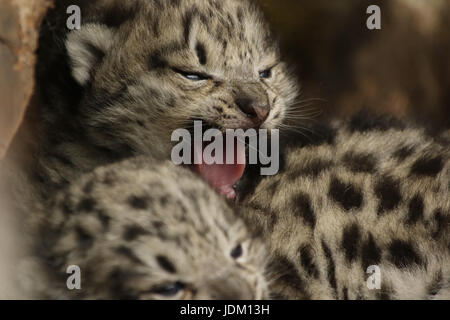 Yushu. 16. Juni 2017. Foto aufgenommen am 16. Juni 2017 zeigt eine Schneeleopard Cub in Büschen in Gaduo Township Chengduo Grafschaft unter tibetischen autonomen Präfektur Yushu, Nordwesten Chinas Provinz Qinghai. Snow Leopard Cubs wurden vor kurzem in den Büschen im Großraum Oberlauf des Yangtze, Chinas längster Fluss gesichtet. Schneeleoparden sind Klasse A geschützte Tiere in China und gelten als "gefährdet" von der International Union for Conservation of Nature. Bildnachweis: Jiangyong Tudeng/Xinhua/Alamy Live-Nachrichten Stockfoto