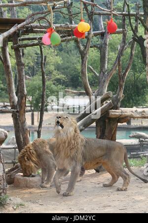 Seoul, Südkorea. 21. Juni 2017. Ein Löwe spielt mit Luftballons gefüllt mit Wasser inmitten Sommerhitze im Everland Resort in Yongin, Südkorea, am 21. Juni 2017. Bildnachweis: Xinhua/Alamy Live-Nachrichten Stockfoto