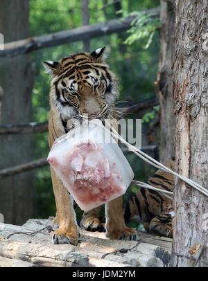 Seoul, Südkorea. 21. Juni 2017. Ein Tiger genießt Eis Essen mitten in der Sommerhitze im Everland Resort in Yongin, Südkorea, am 21. Juni 2017. Bildnachweis: Xinhua/Alamy Live-Nachrichten Stockfoto